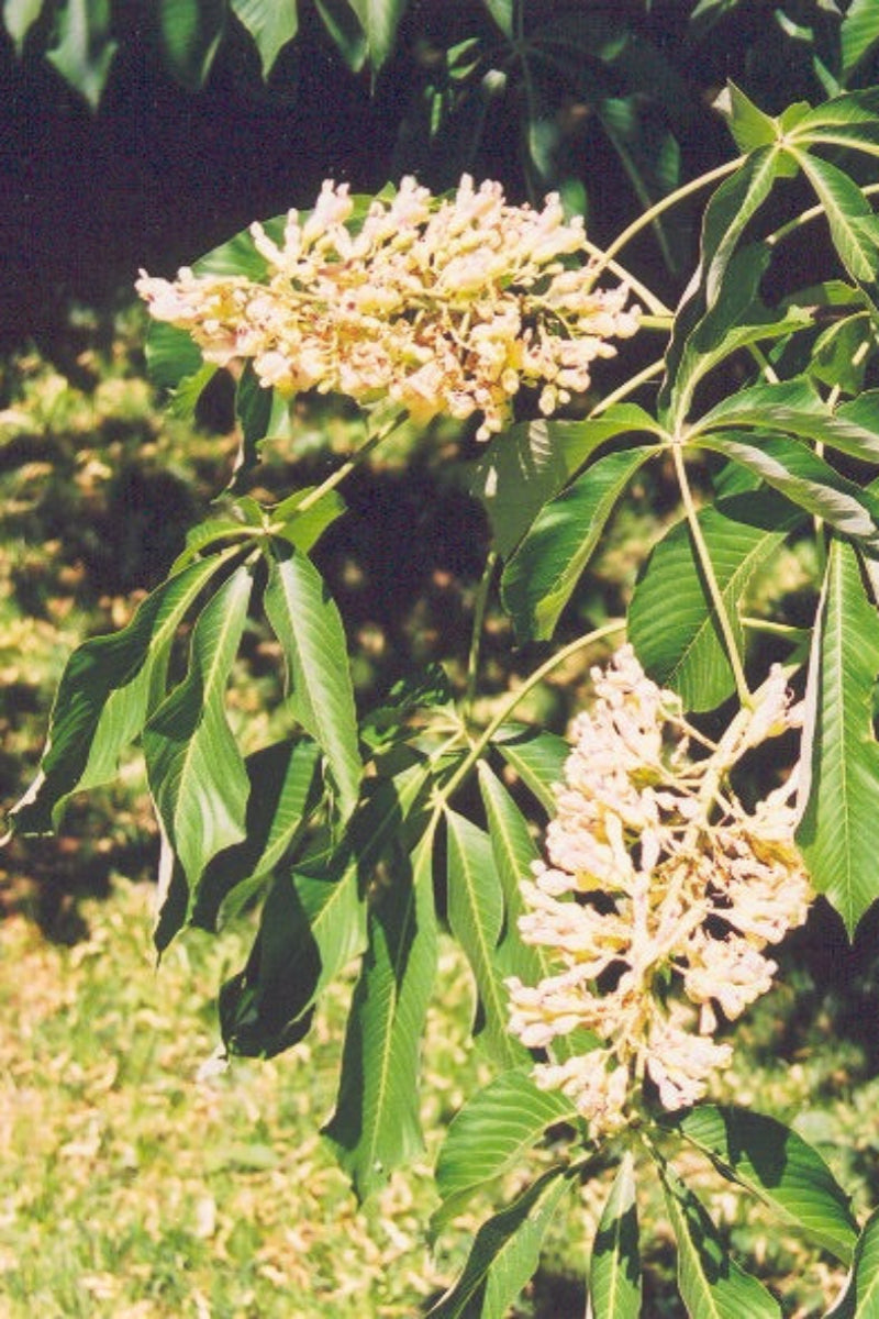 Buckeye, Yellow