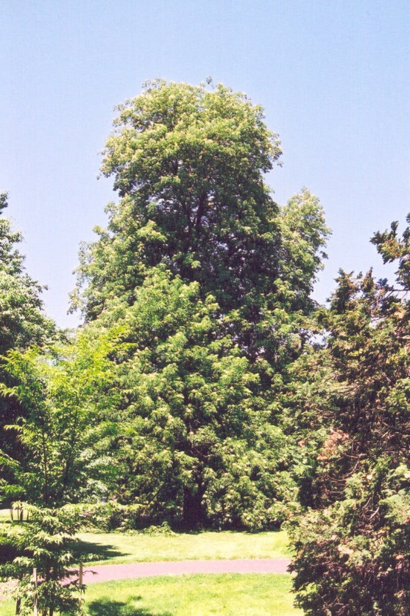 Buckeye, Yellow