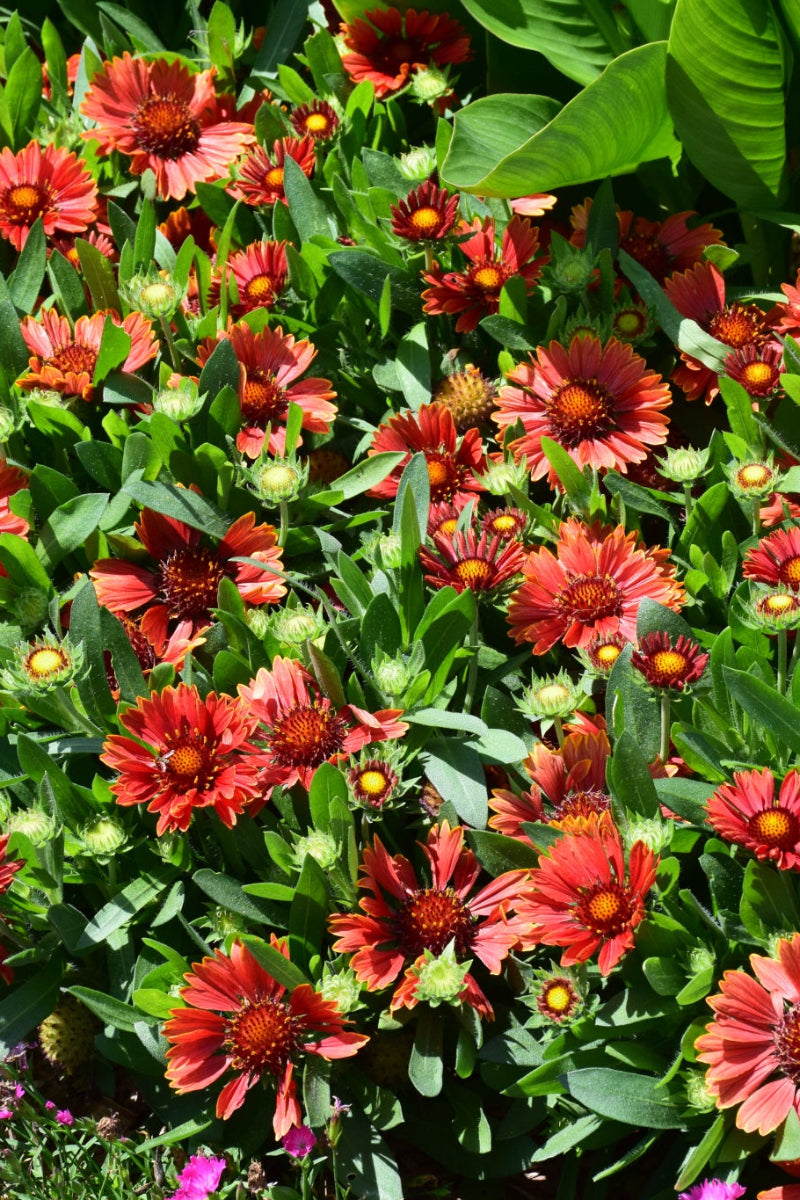 Gaillardia, Spintop Yellow Touch
