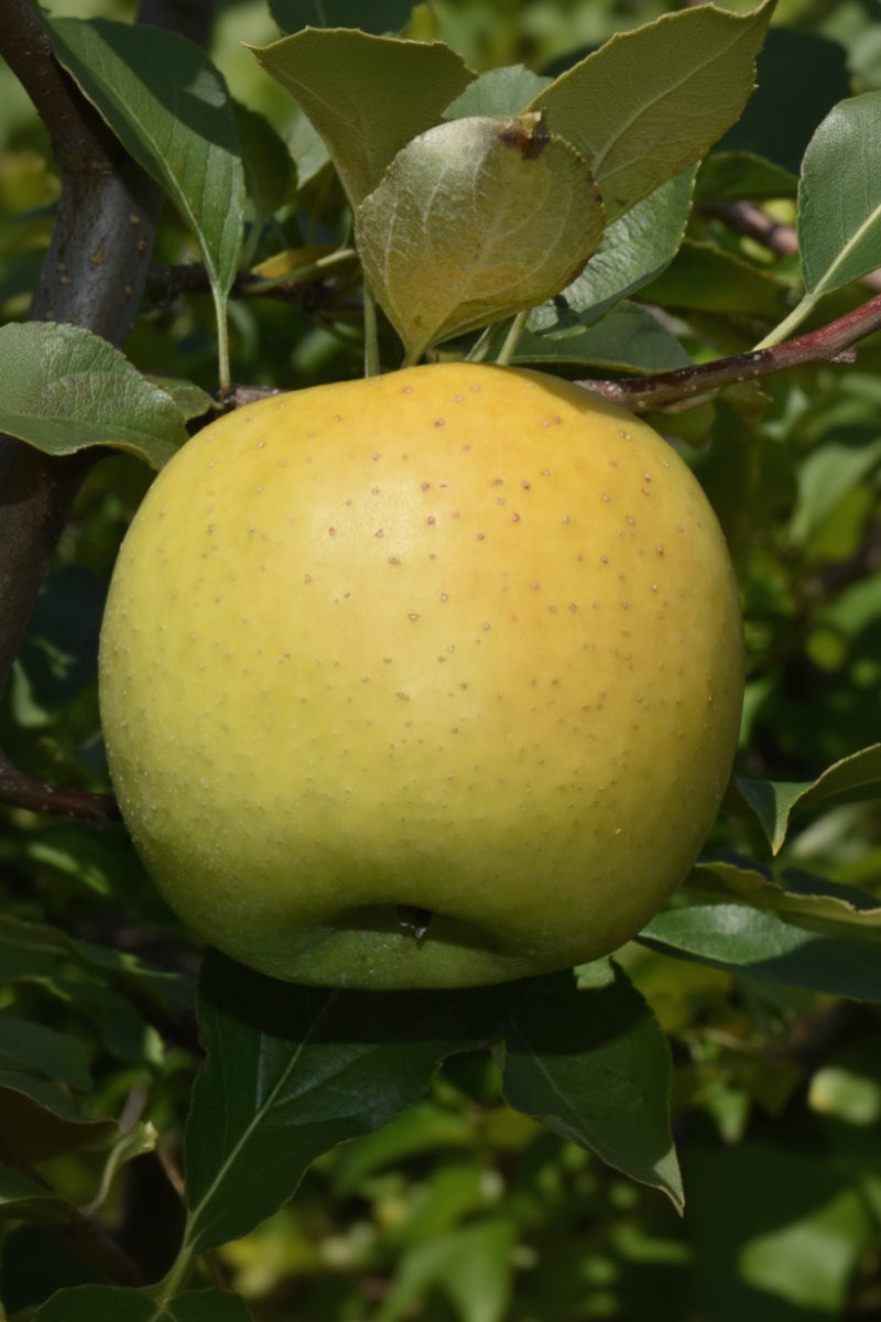 Fruit, Apple Yellow Transparent