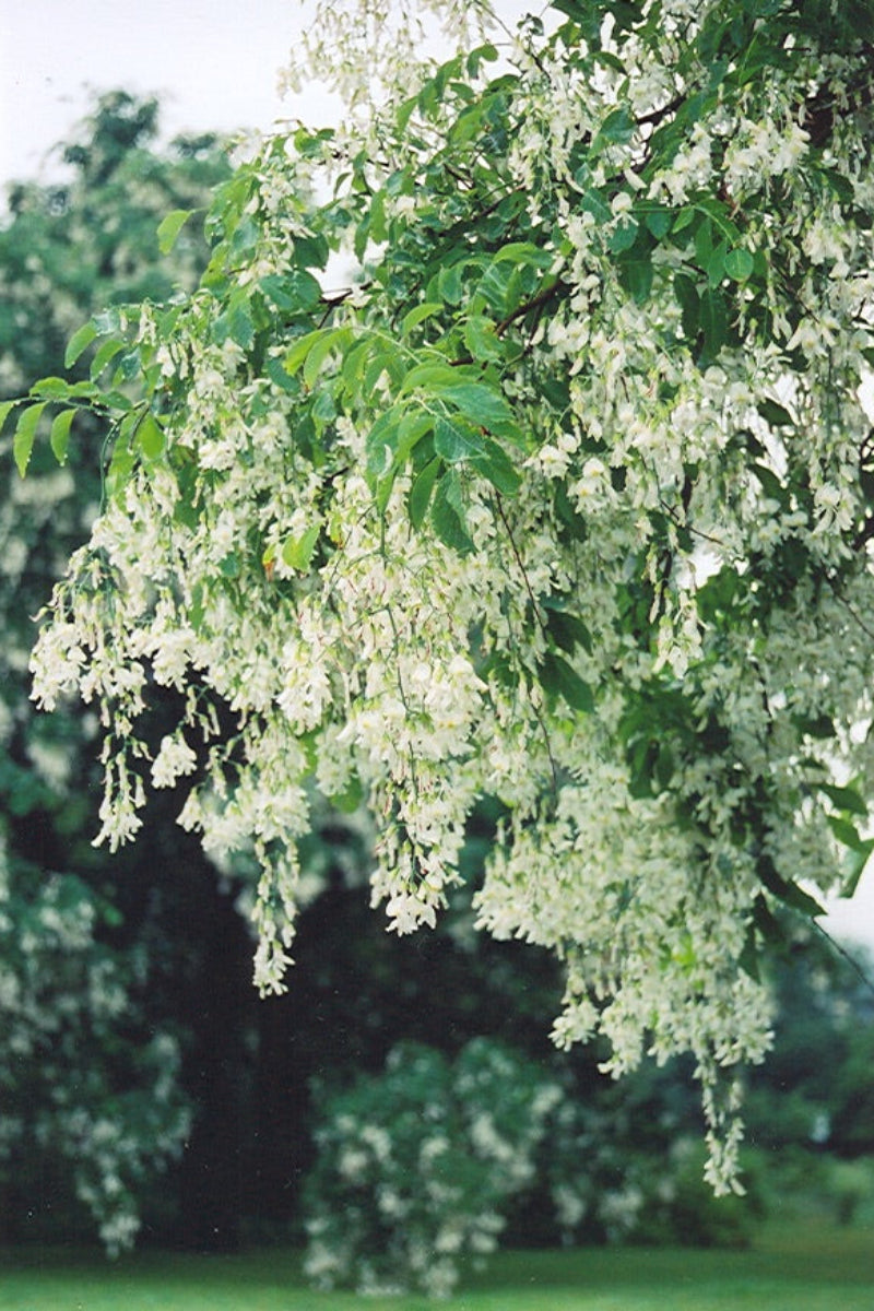 Yellowwood, American