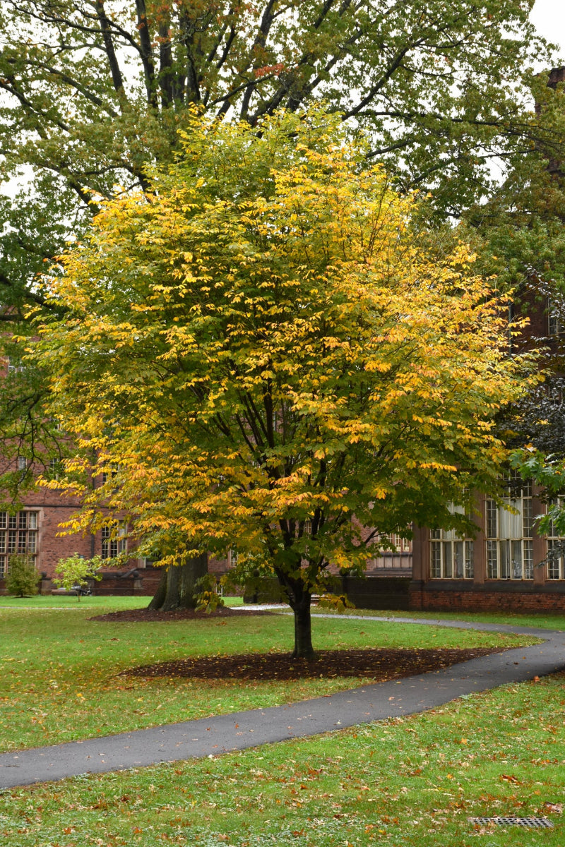 Yellowwood, American