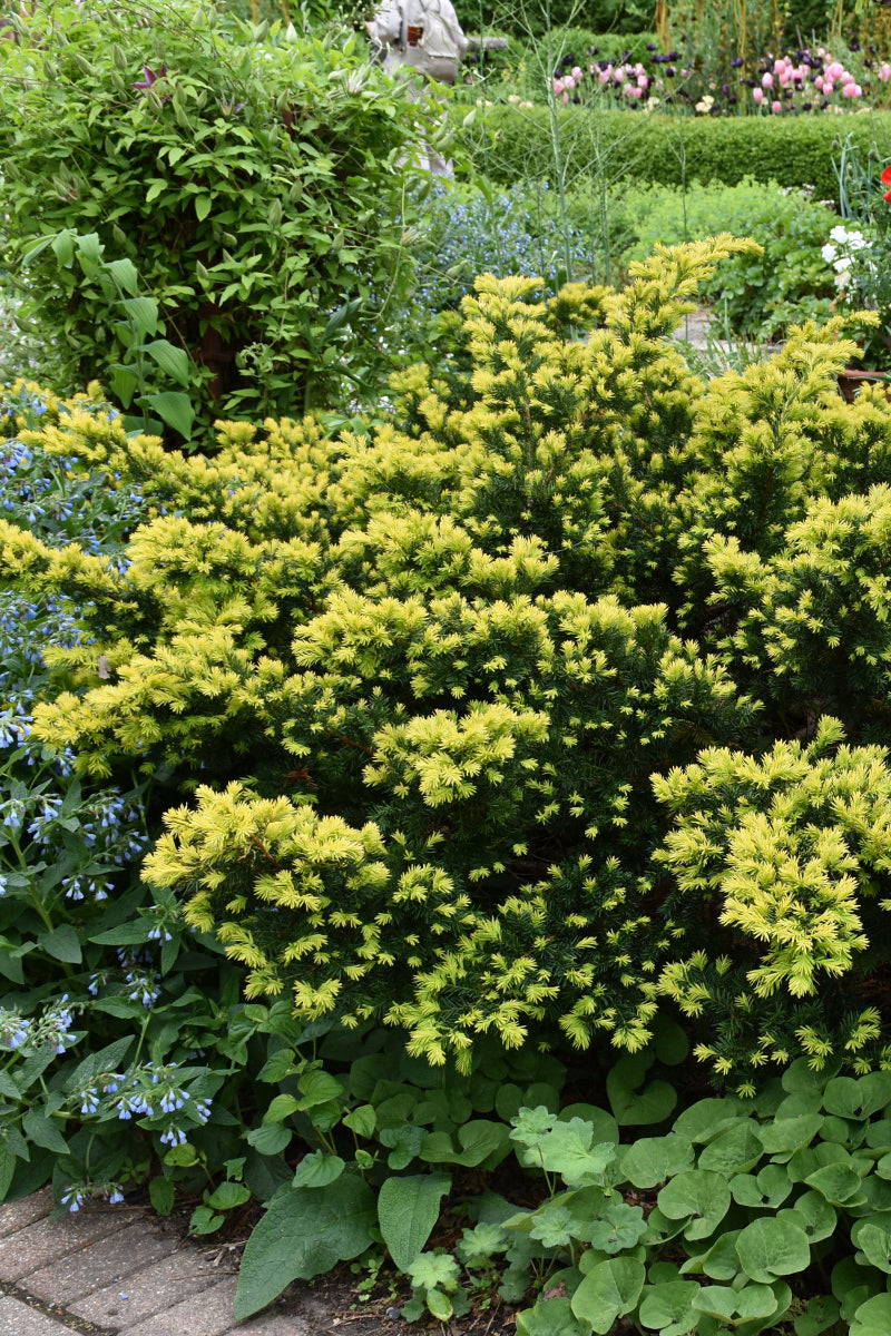 Yew, Dwarf Bright Gold