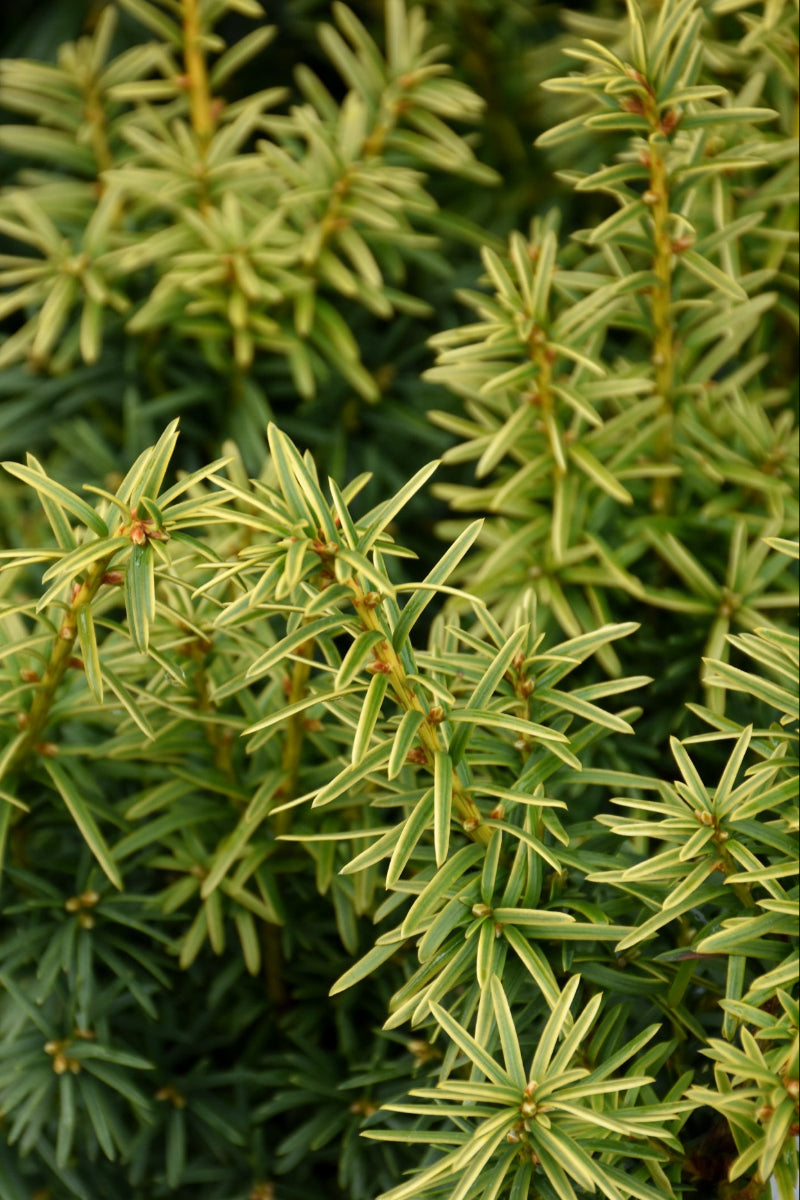 Yew, Dwarf Bright Gold