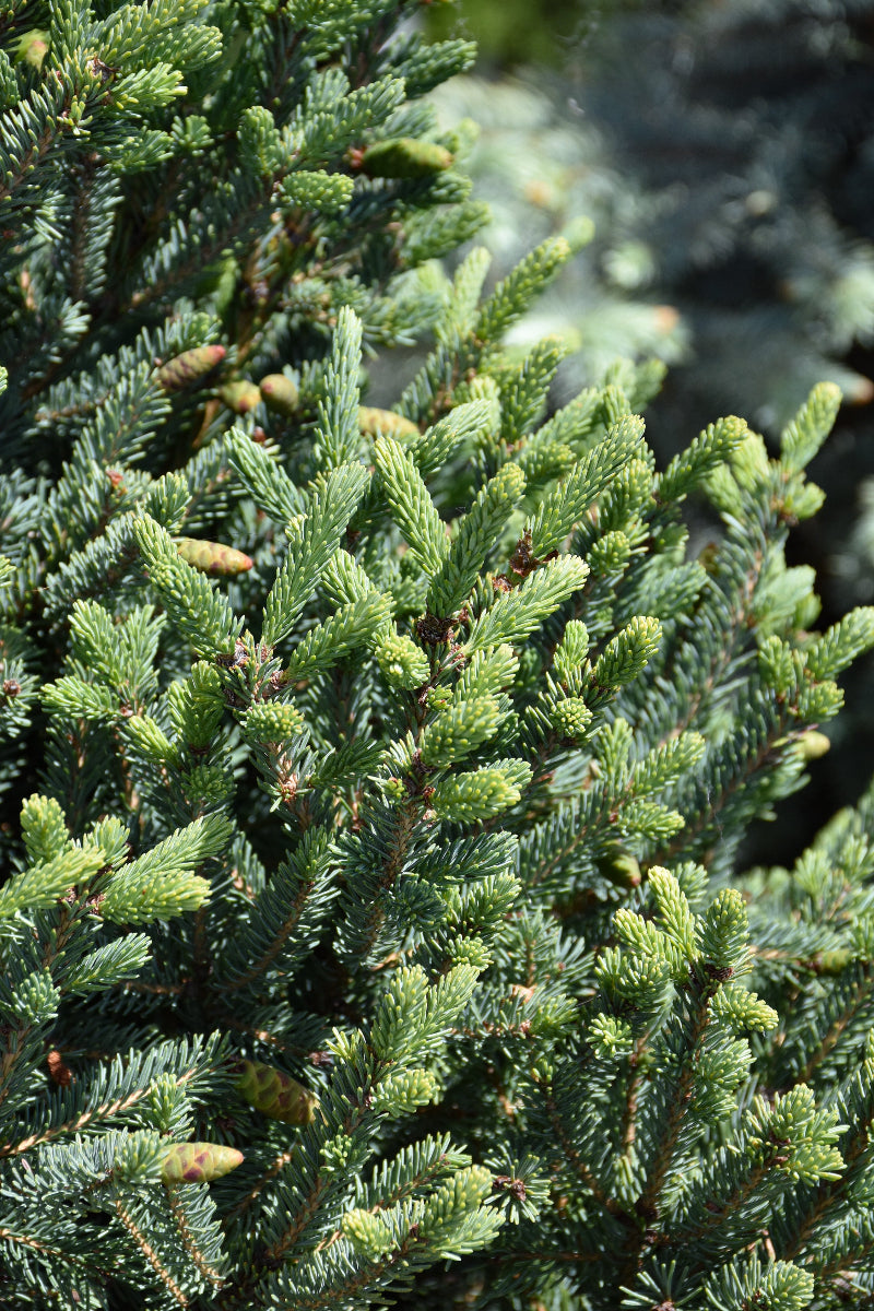 Spruce, White Yukon Blue
