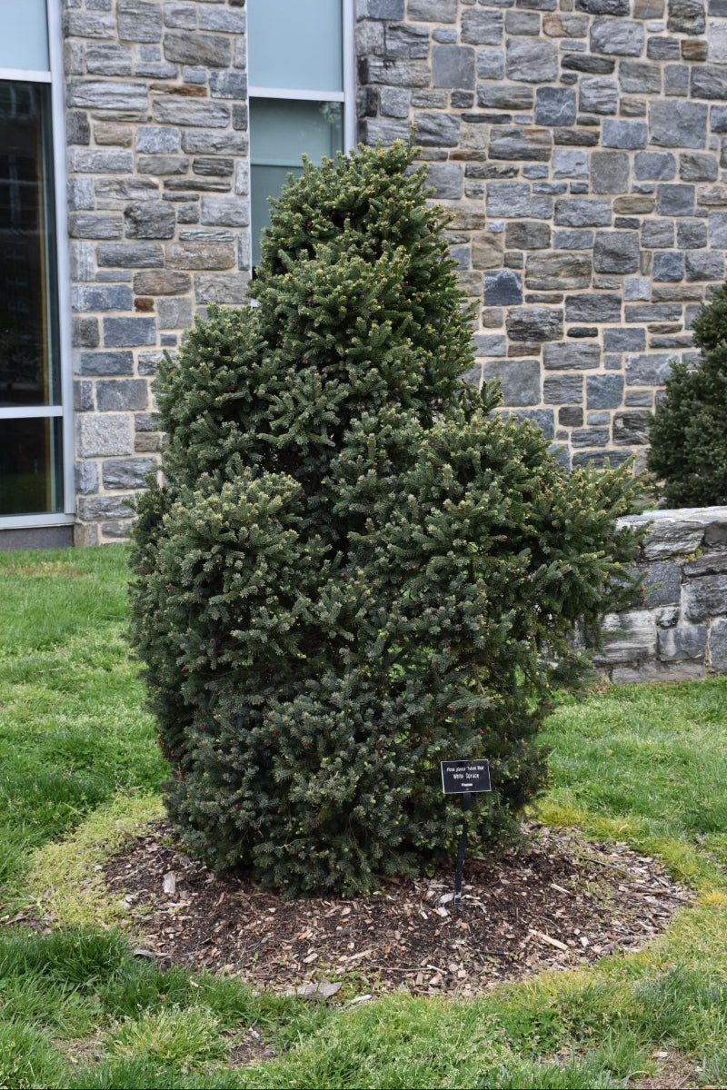 Spruce, White Yukon Blue