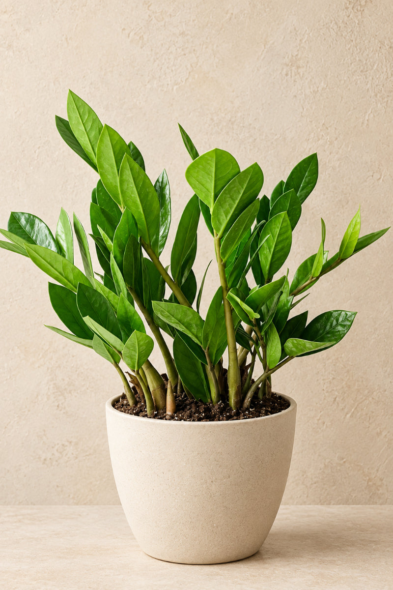 ZZ Plant 5"