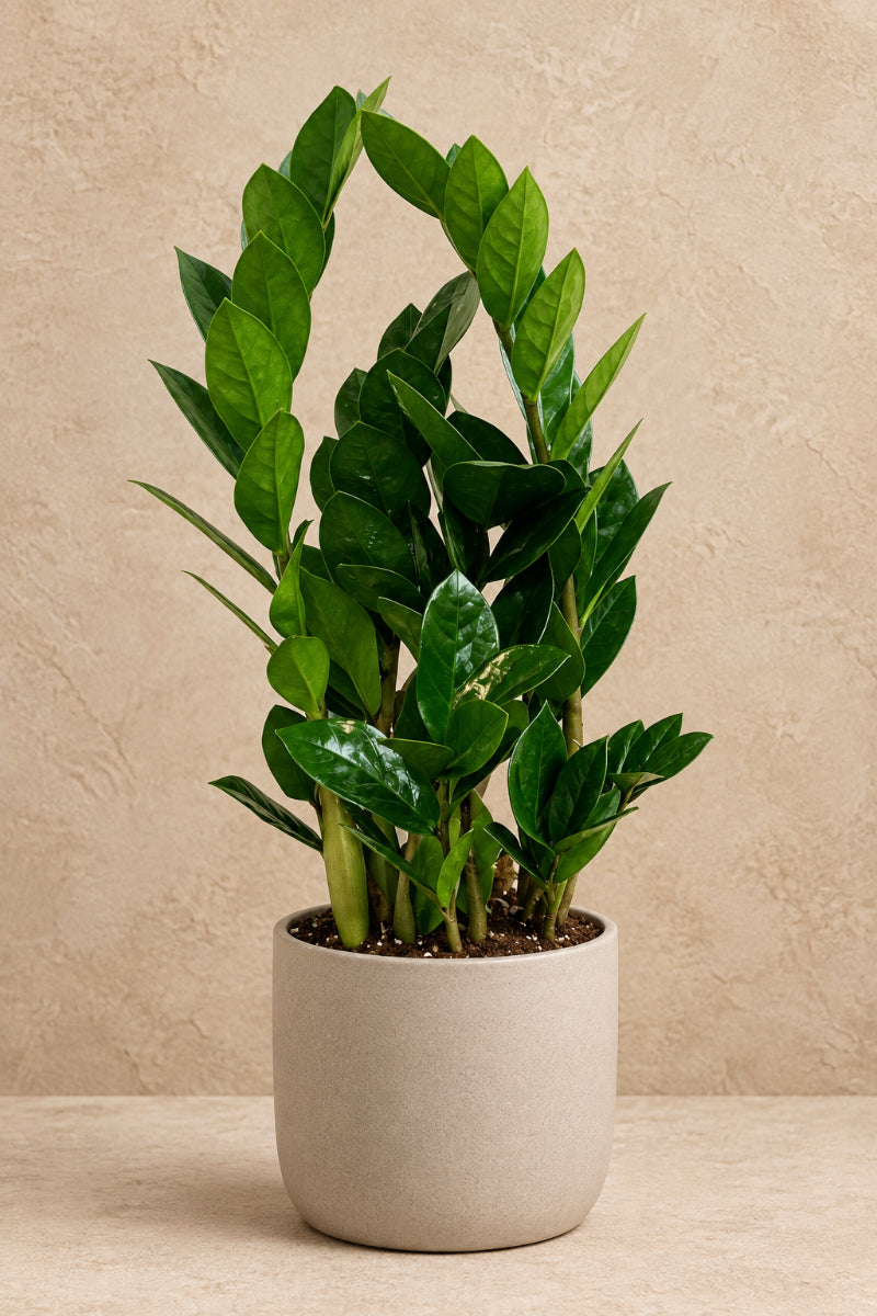 ZZ Plant 6"