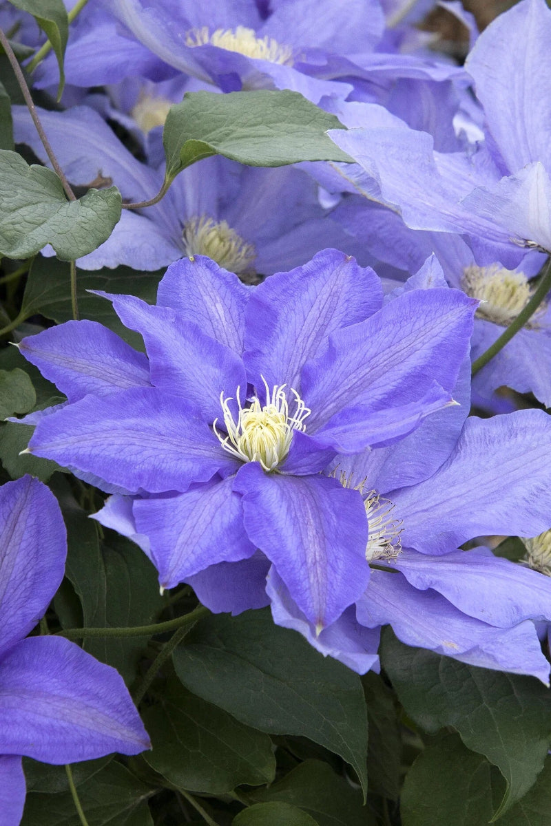 Clematis, HF Young Blue