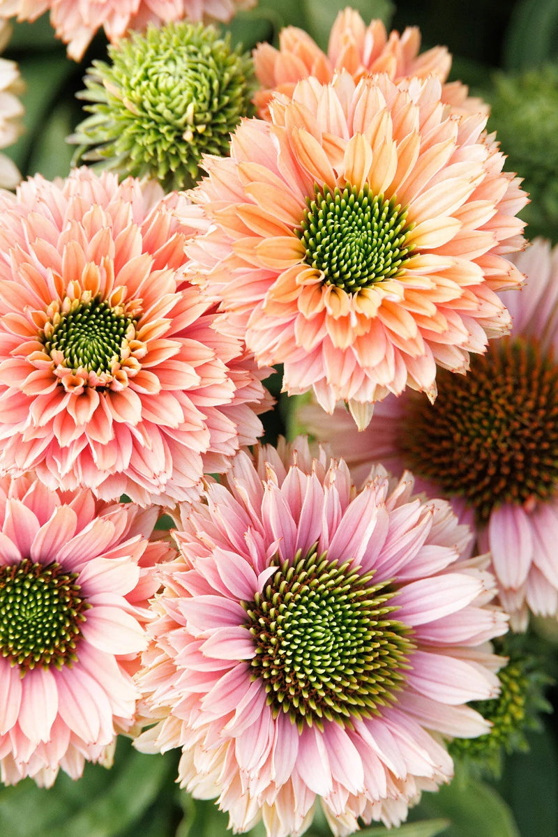 Coneflower, Sunseeker Pumpkin Pie