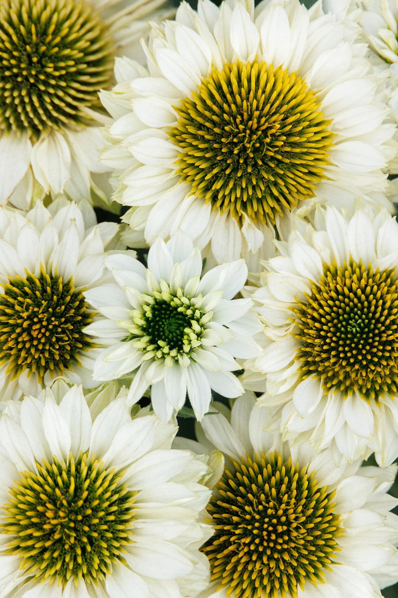 Coneflower, Sunseeker White Perfection