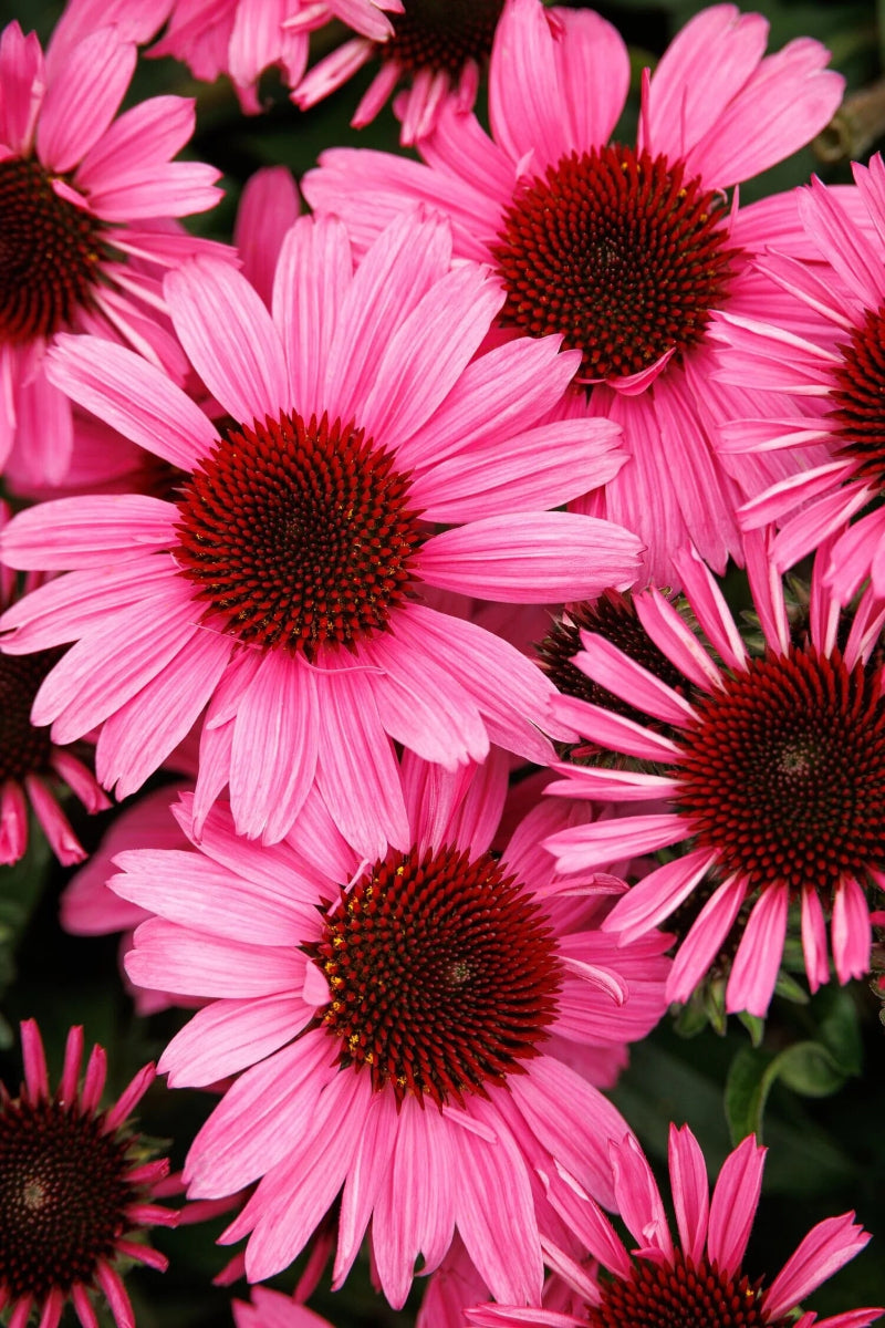Coneflower, SunMagic Vintage Hot Pink