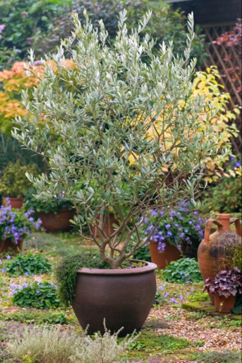 Olive Tree, Majestic Beauty 5G