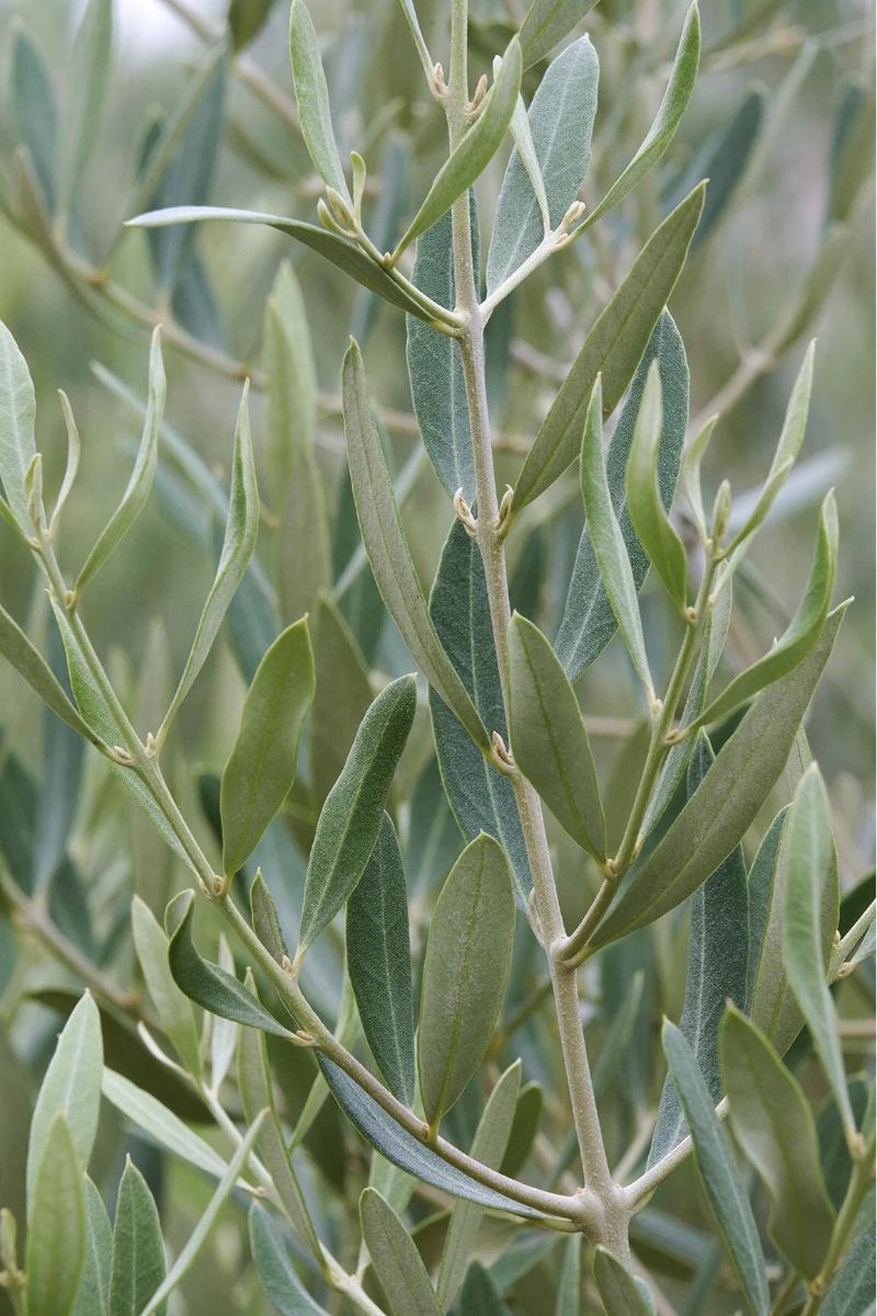 Olive Tree, Majestic Beauty 5G