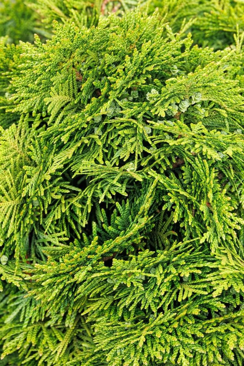 Arborvitae, Grune Kugel