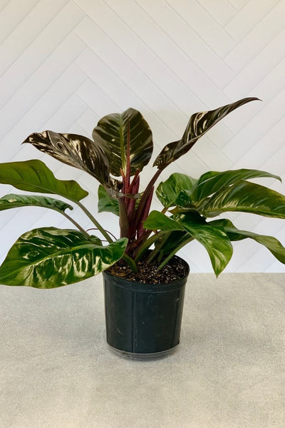 Philodendron Imperial Red 10"