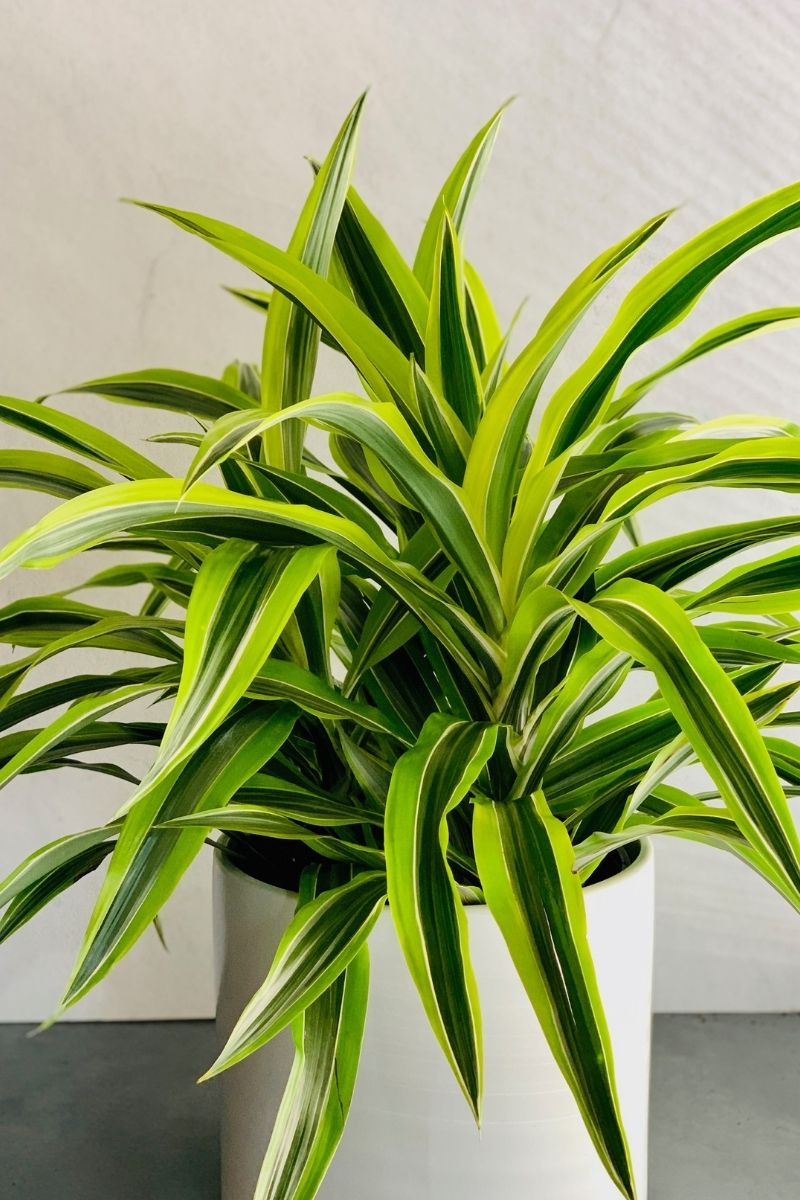 Dracaena, Warneckii Lemon Lime 10"