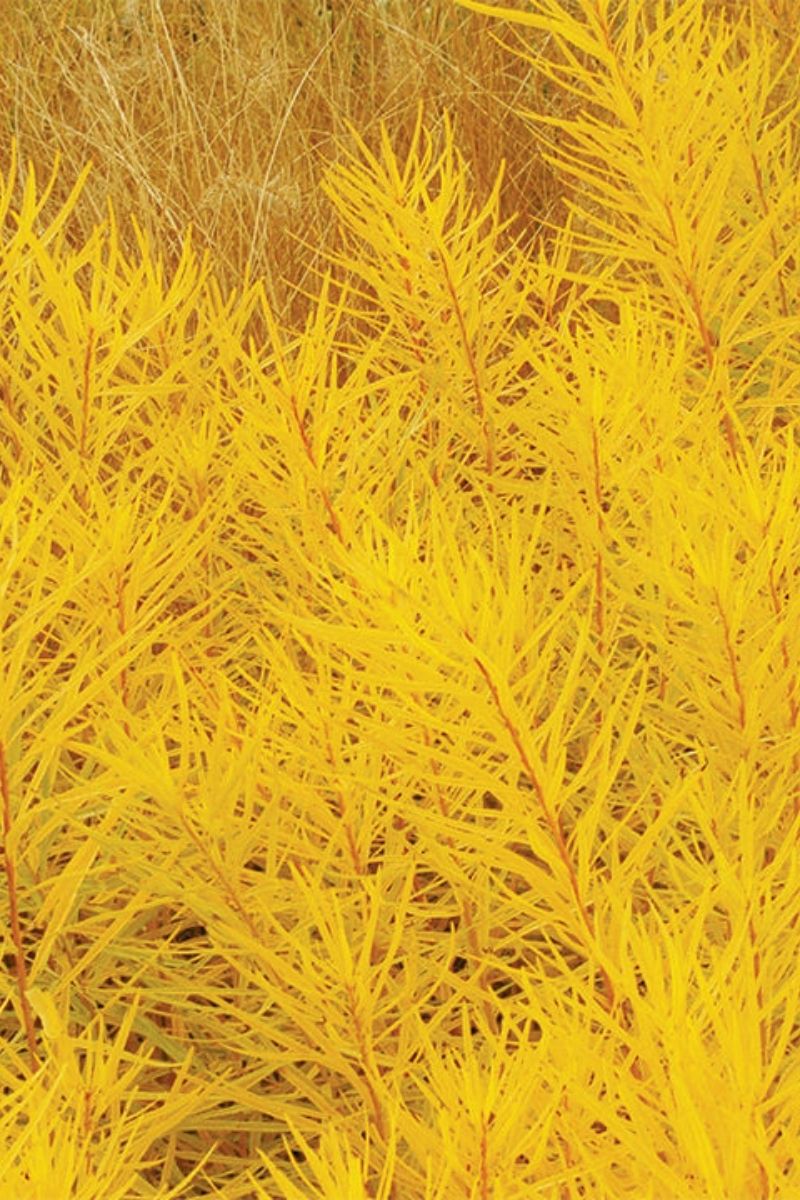 Amsonia, Lemon Drop 1G