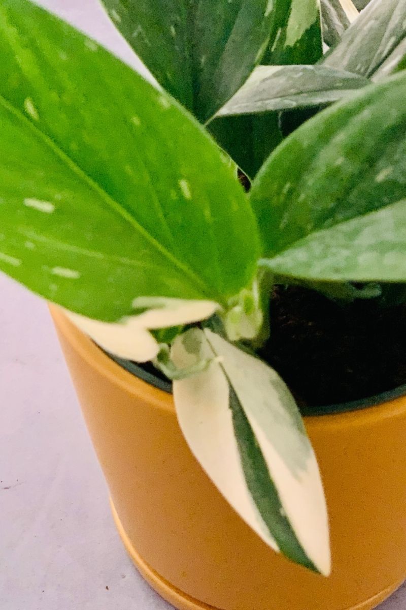 monstera standleyana variegated Monstera Standleyana 6" – Chalet