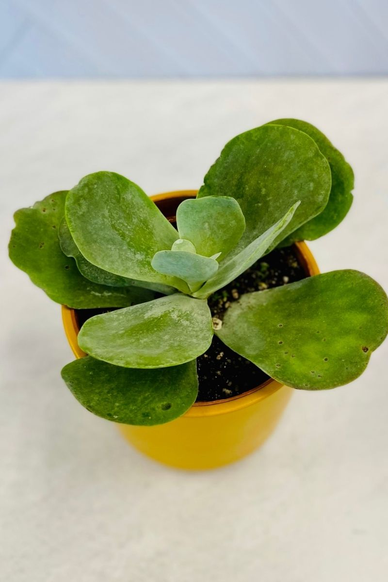 Kalanchoe, Flapjack 6"