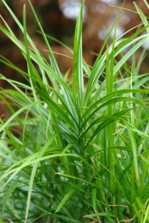 Grass, Sedge- Muskingum