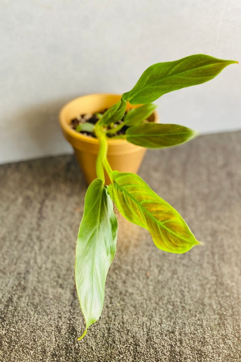 Philodendron, Bleeding Heart 4"