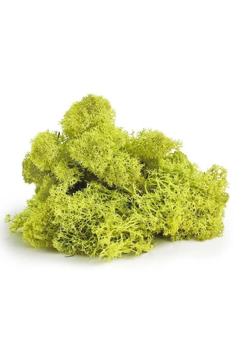 SuperMoss Reindeer Moss Moss Green 2 oz