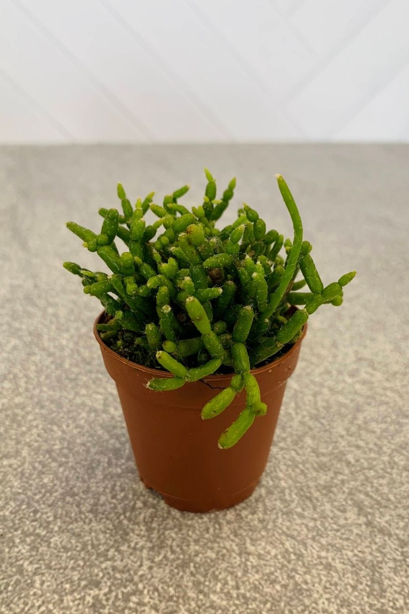 Succulent, Rhipsalis 2"