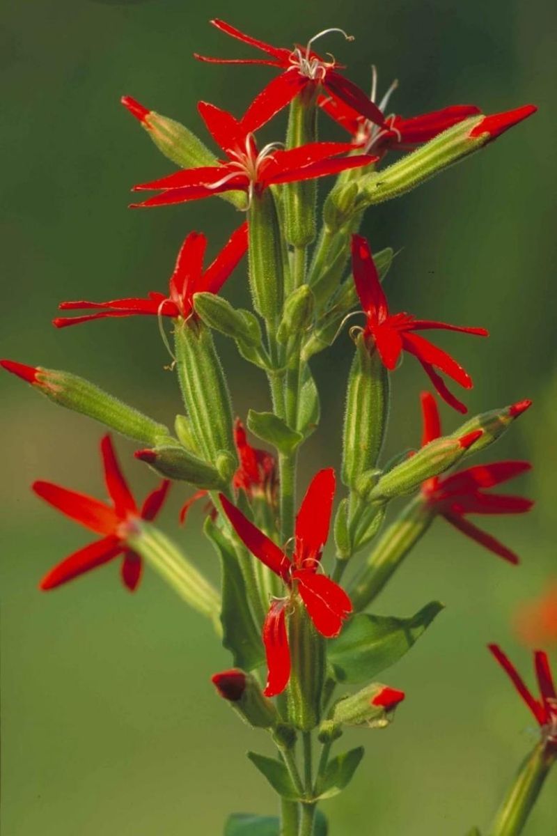Catchfly, Red