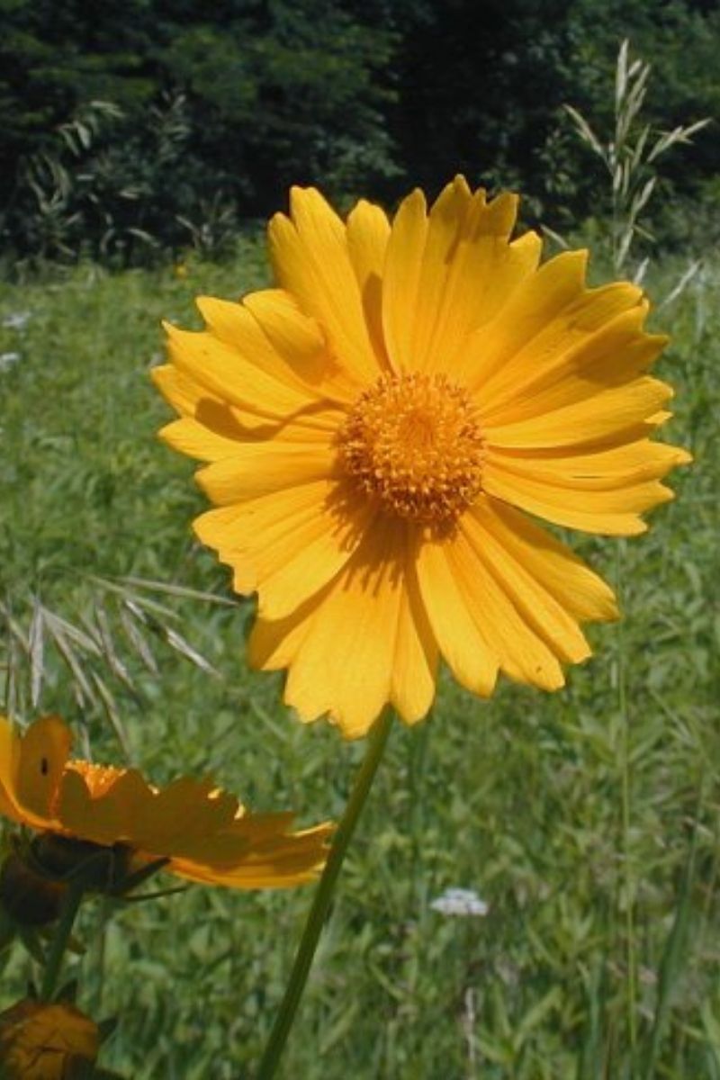 Coreopsis, Native