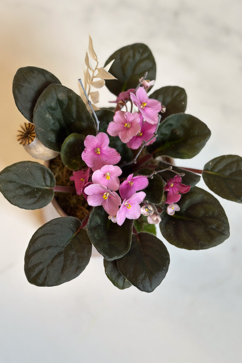 Chalet Signature Violet Himalayan 5"