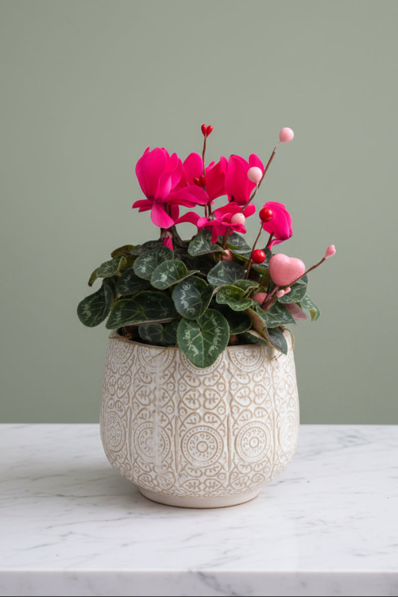 Chalet Signature Cyclamen Francis 6"