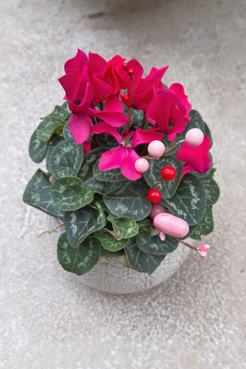Chalet Signature Cyclamen Francis 6"