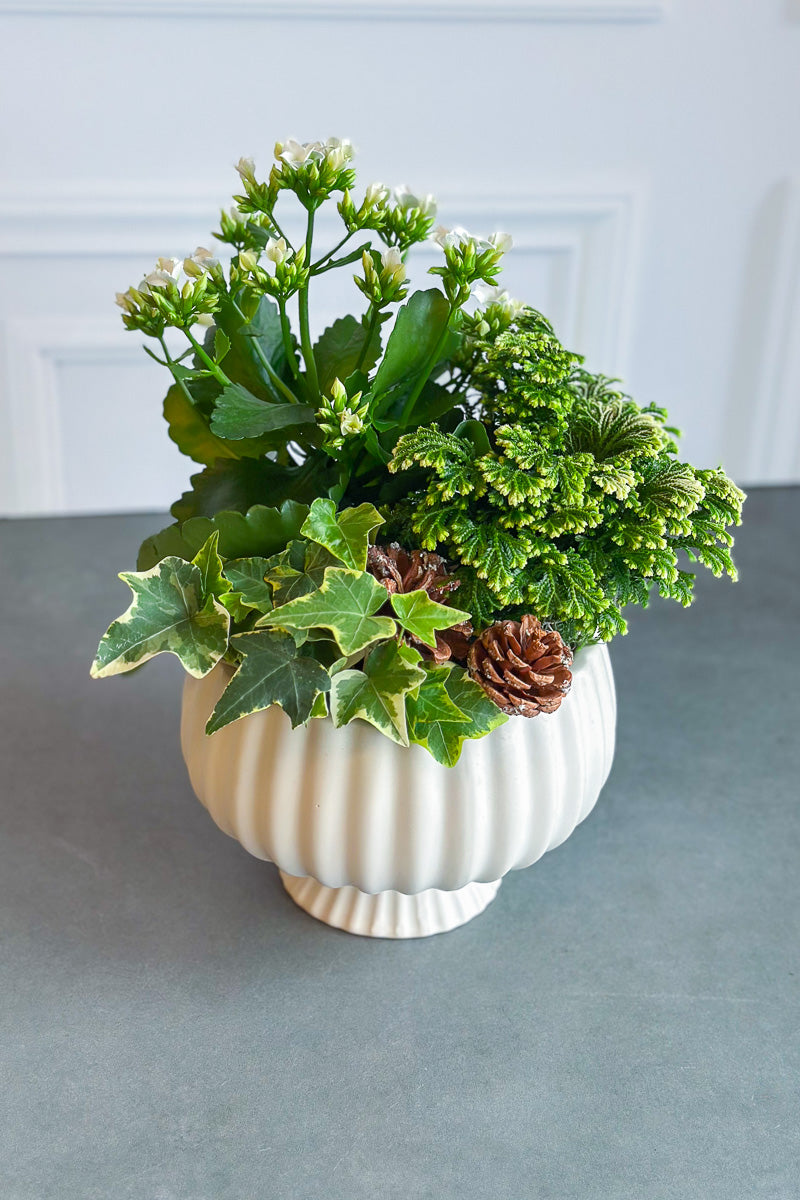 Chalet Signature Moonlight Sonata 7"