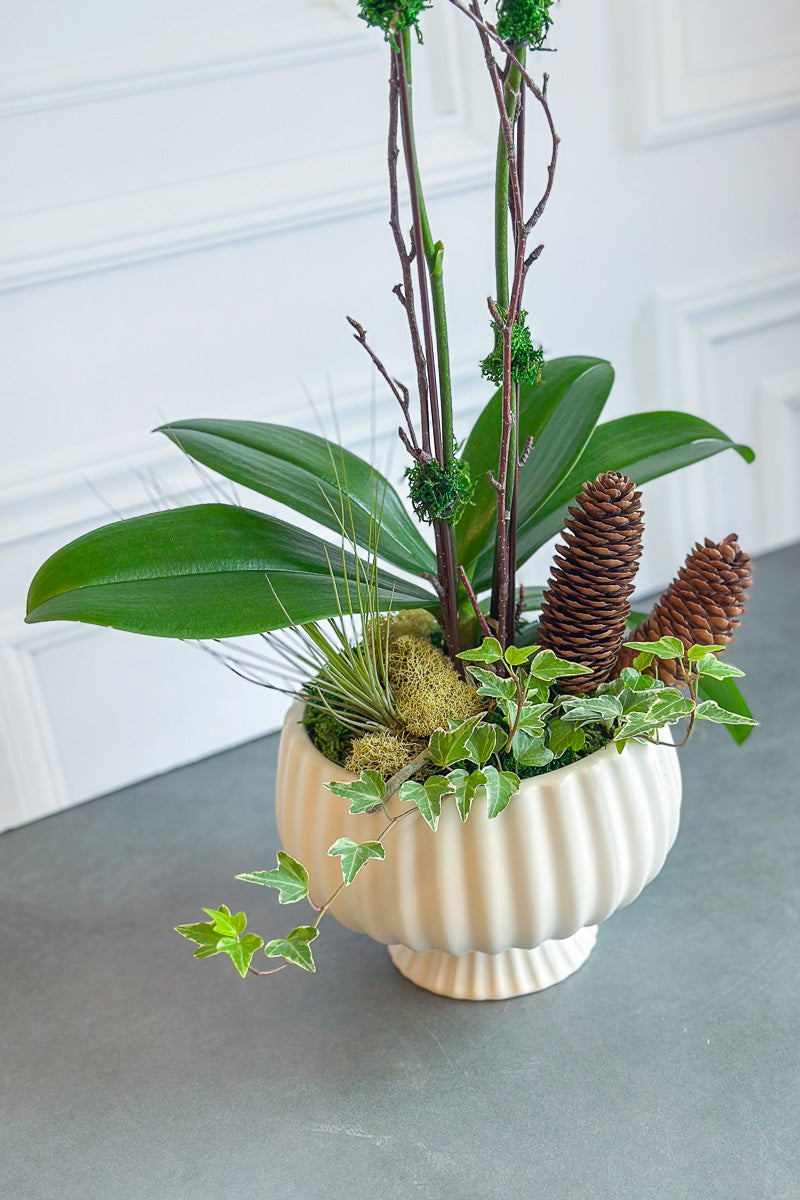 Chalet Signature White Orchid  Sonata 7"