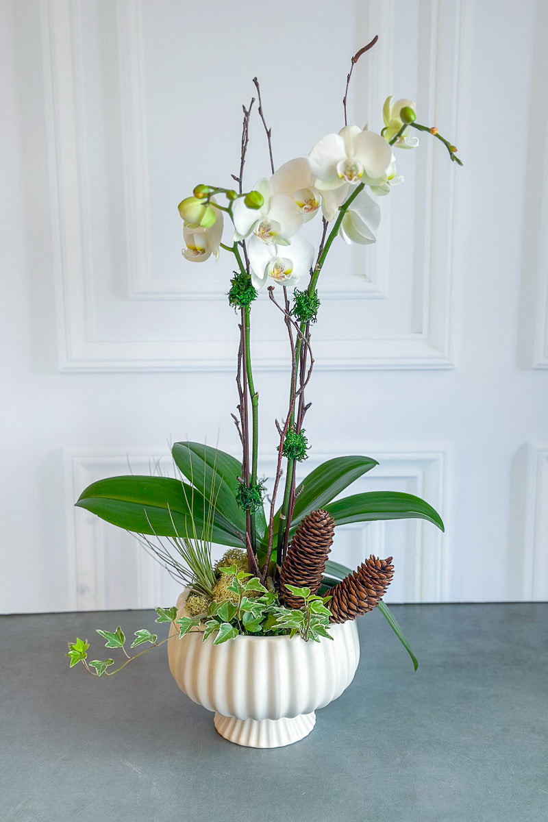 Chalet Signature White Orchid  Sonata 7"