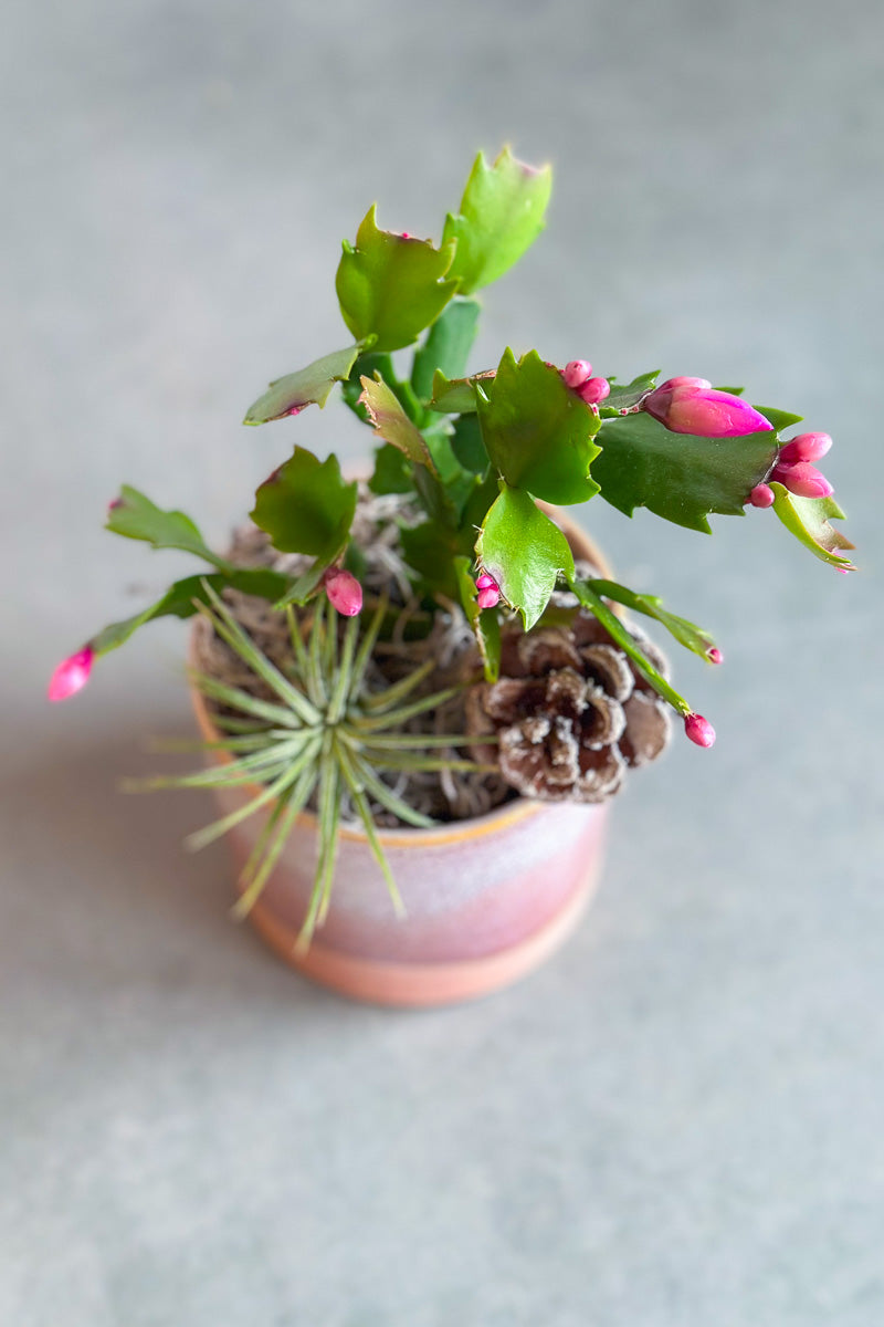 Chalet Signature Christmas Cactus Himalaya 3"