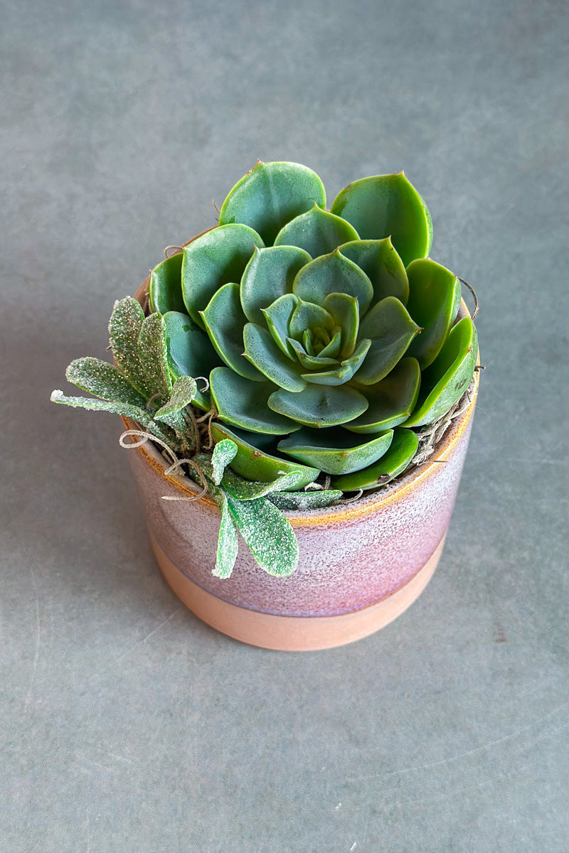 Chalet Signature Succulent Himalaya 3"