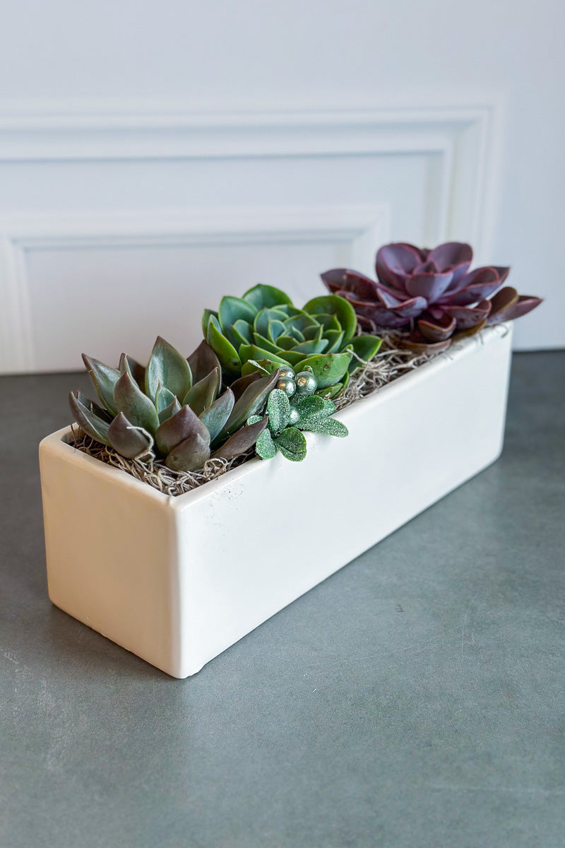 Chalet Signature Eschevaria Trio Urban 12"