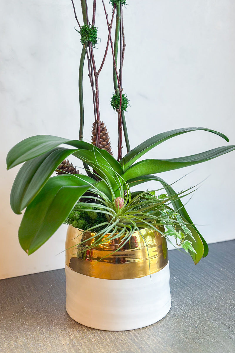 Chalet Signature White Orchid Claire 7"