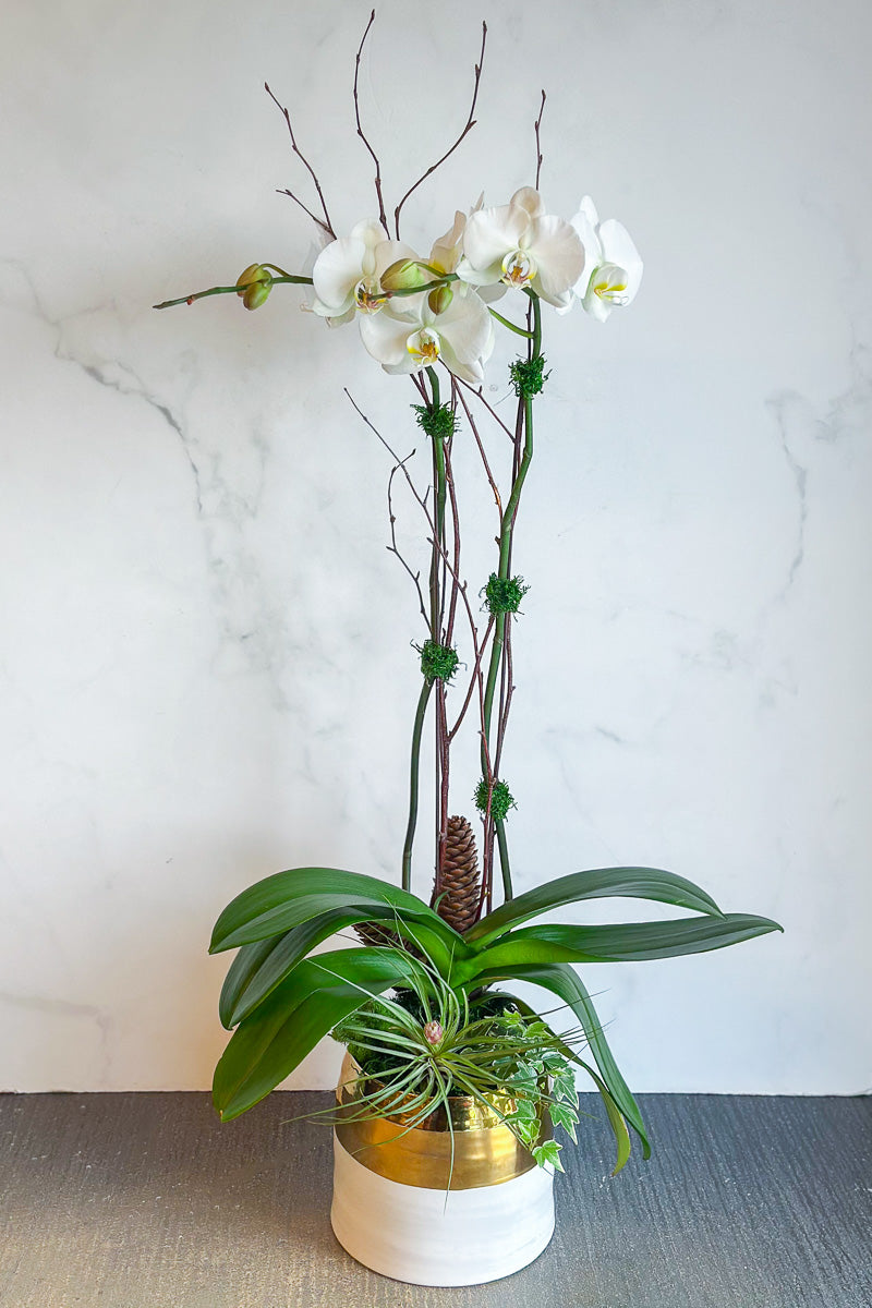 Chalet Signature White Orchid Claire 7"