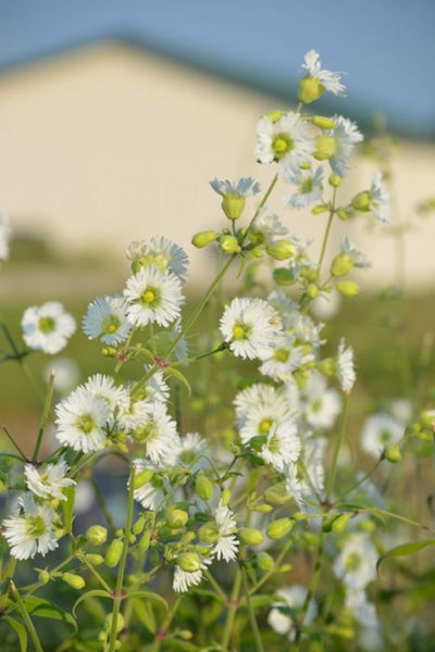 Campion, Starry