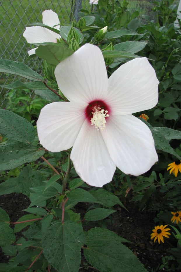 Hibiscus, Swamp Mallow