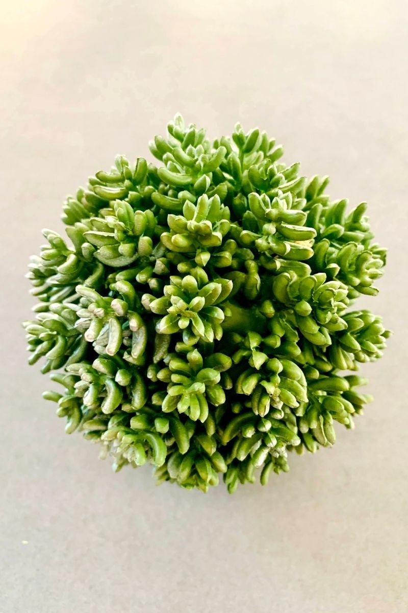 Silk, Succulent Orangeb 4.5" Greenn