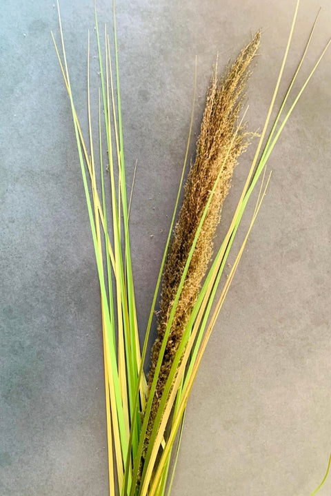 SILK STEM COASTAL GRASS 58"