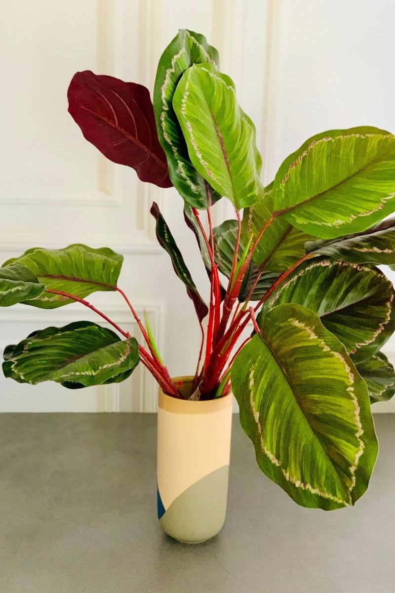 SILK, CALATHEA BUSH 24"