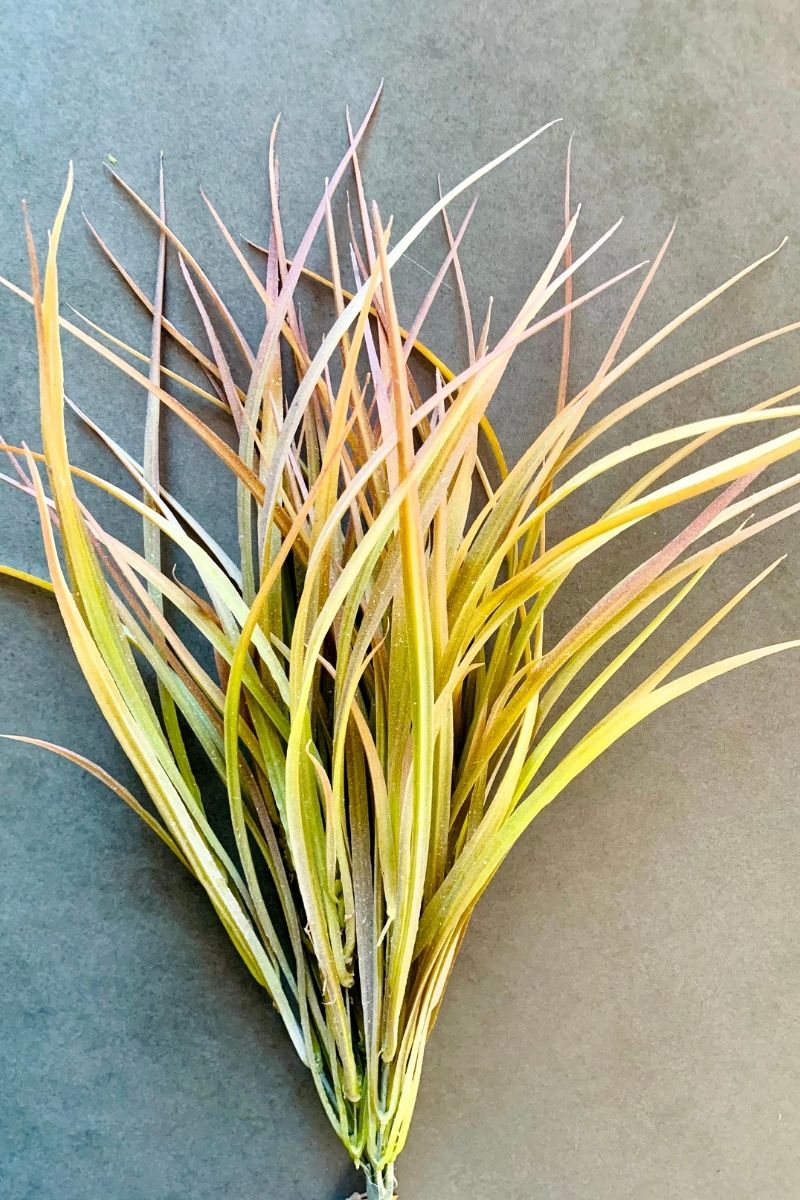 SILK, BLADE GRASS BUSH 21"