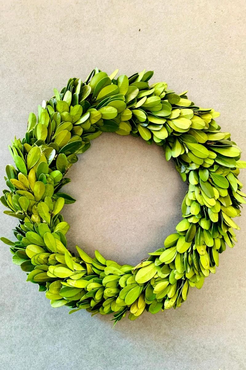 Preserved Boxwood Candle Ring 8"