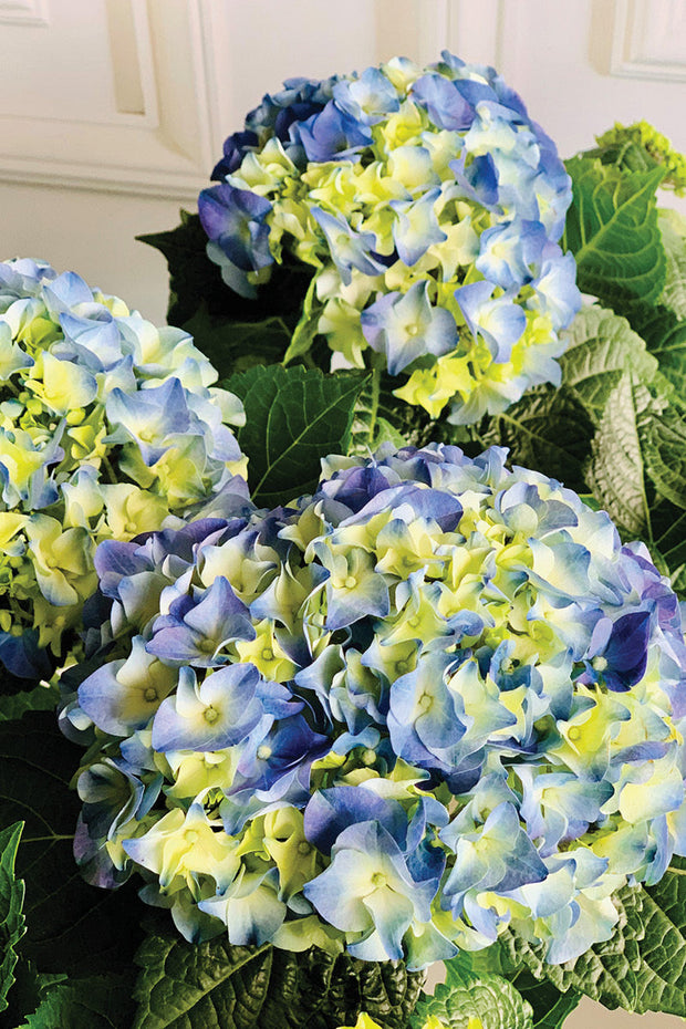 Hydrangea, Florist's Blue 6"