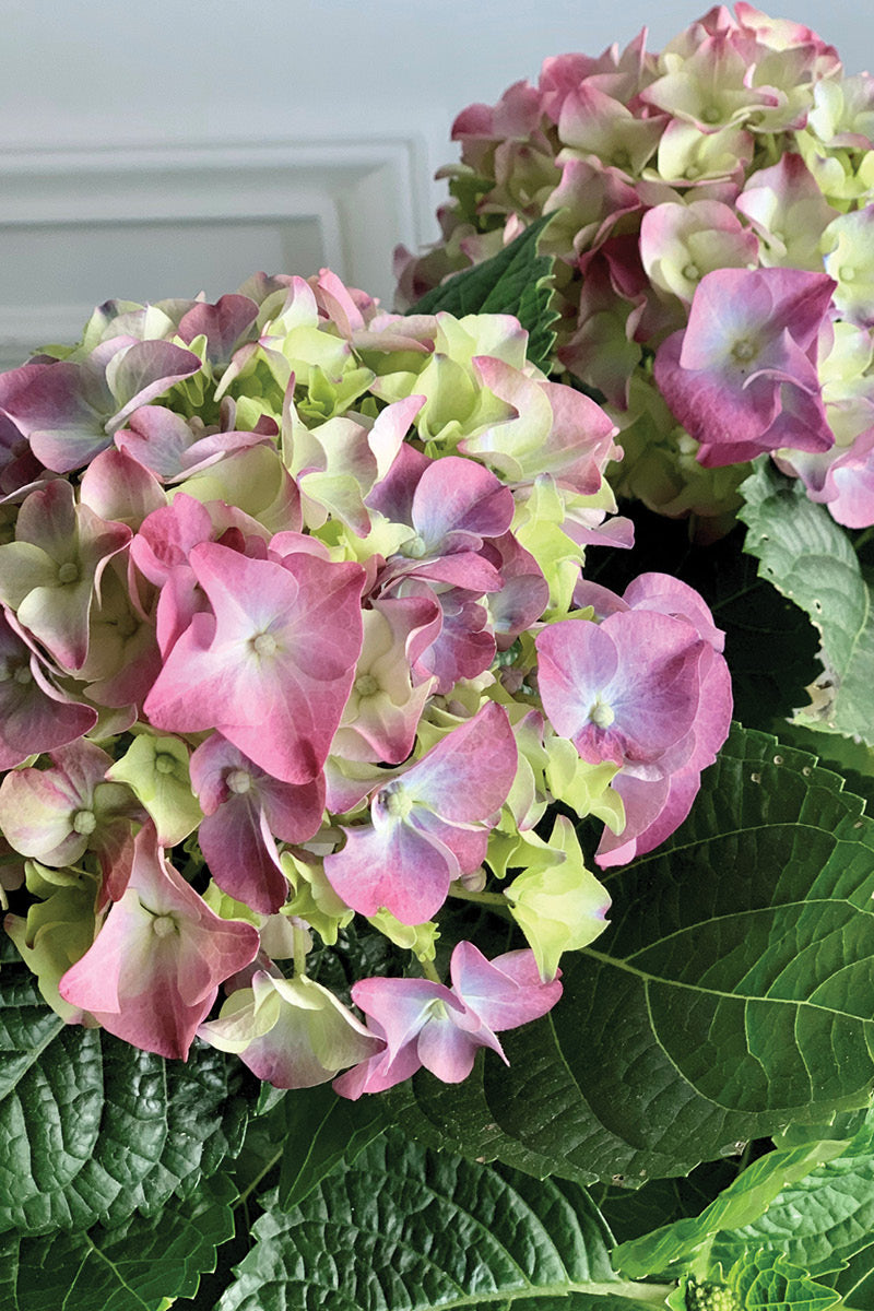 Hydrangea, Florist's Purple